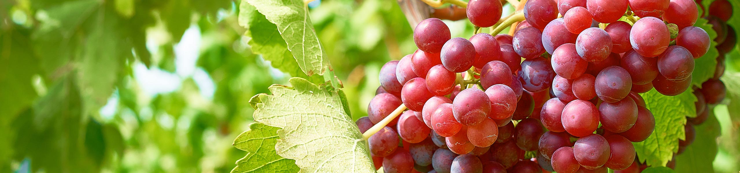 25.04. - 26.04.2026 KREUZNACHER WEINFRÜHLING